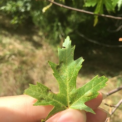 Eriophyes aceris