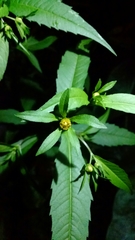 Bidens cernua