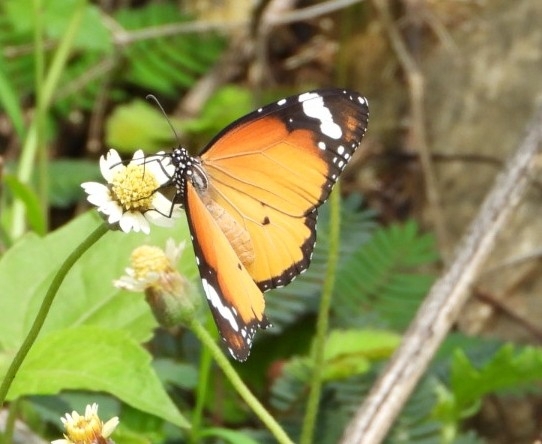 Plain Tiger