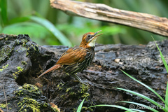 Falcated Wren-Babbler photo 2