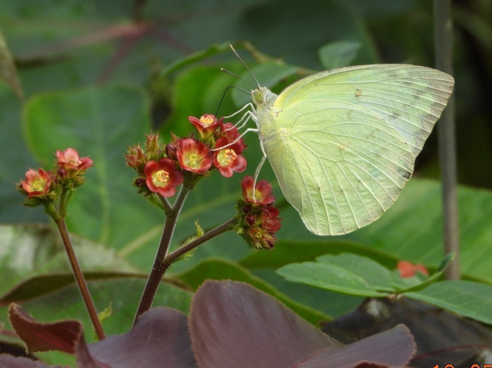 Lemon Emigrant