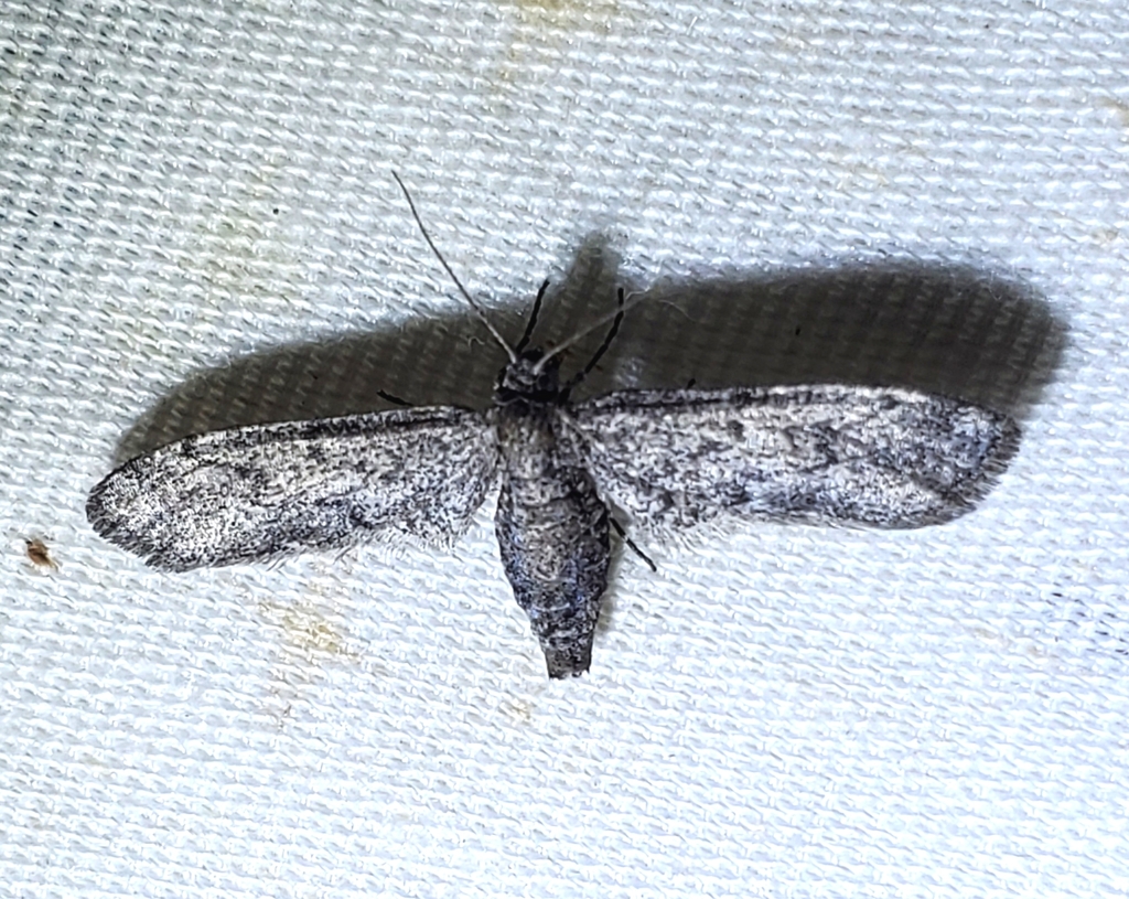 Synglochis perumbraria