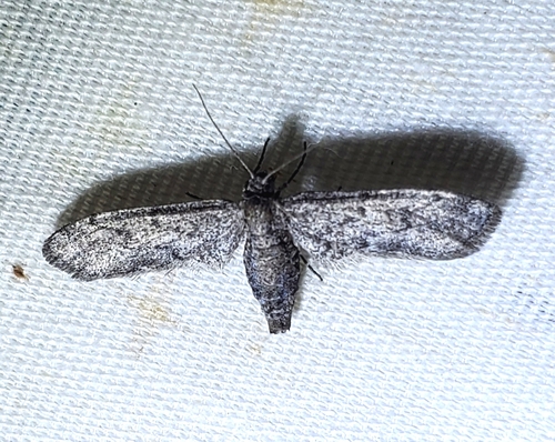 Synglochis perumbraria