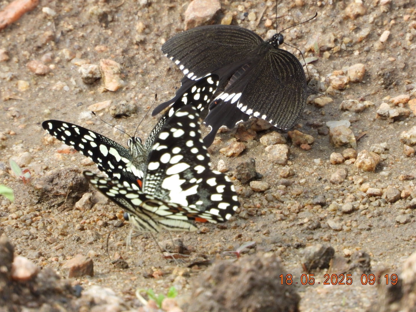Lime Swallowtail