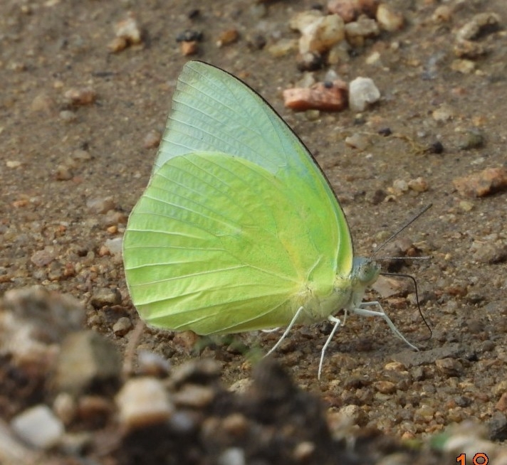 Lemon Emigrant