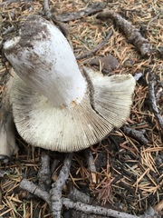 Entoloma medianox