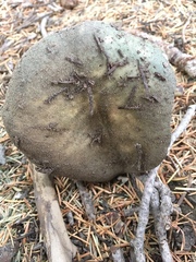 Entoloma medianox