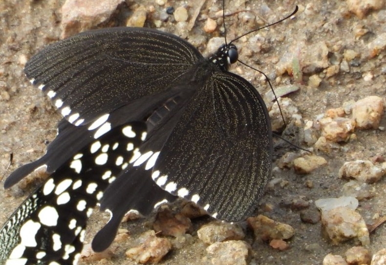 Common Mormon