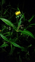 Bidens cernua