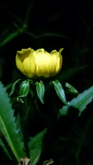 Bidens cernua