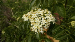 Sambucus australis