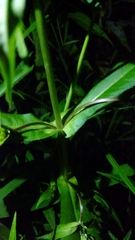Bidens cernua