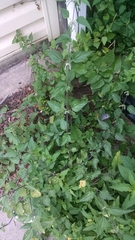 Urtica dioica dioica