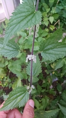Urtica dioica dioica