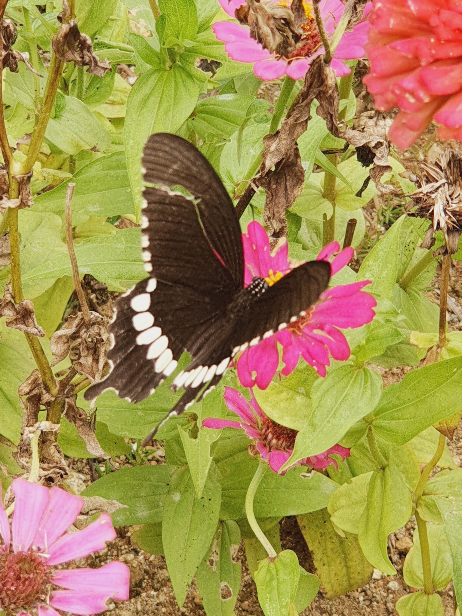 Common Mormon