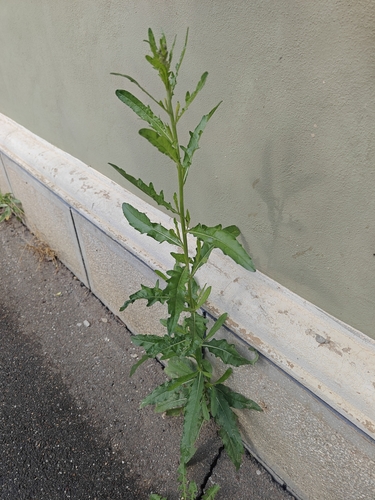 creeping thistle