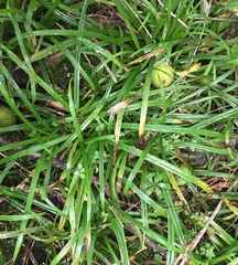 Carex pedunculata