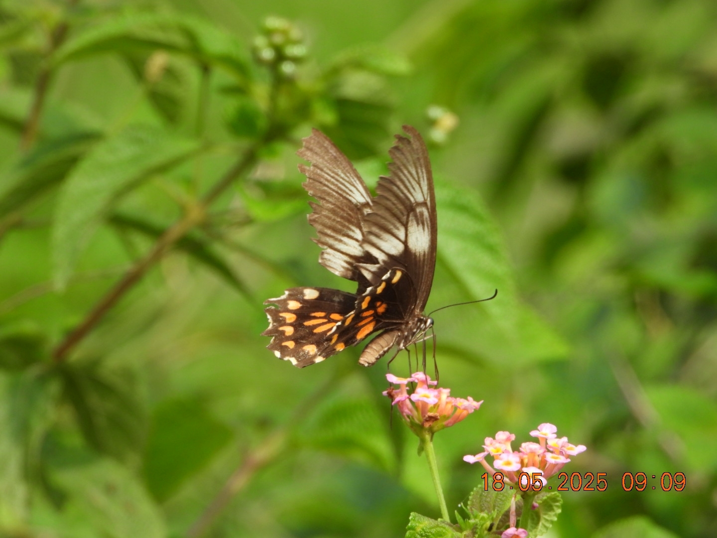 Common Mormon