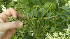 Sambucus australis