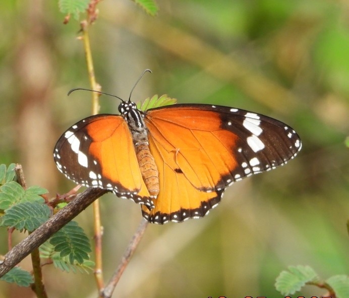 Plain Tiger