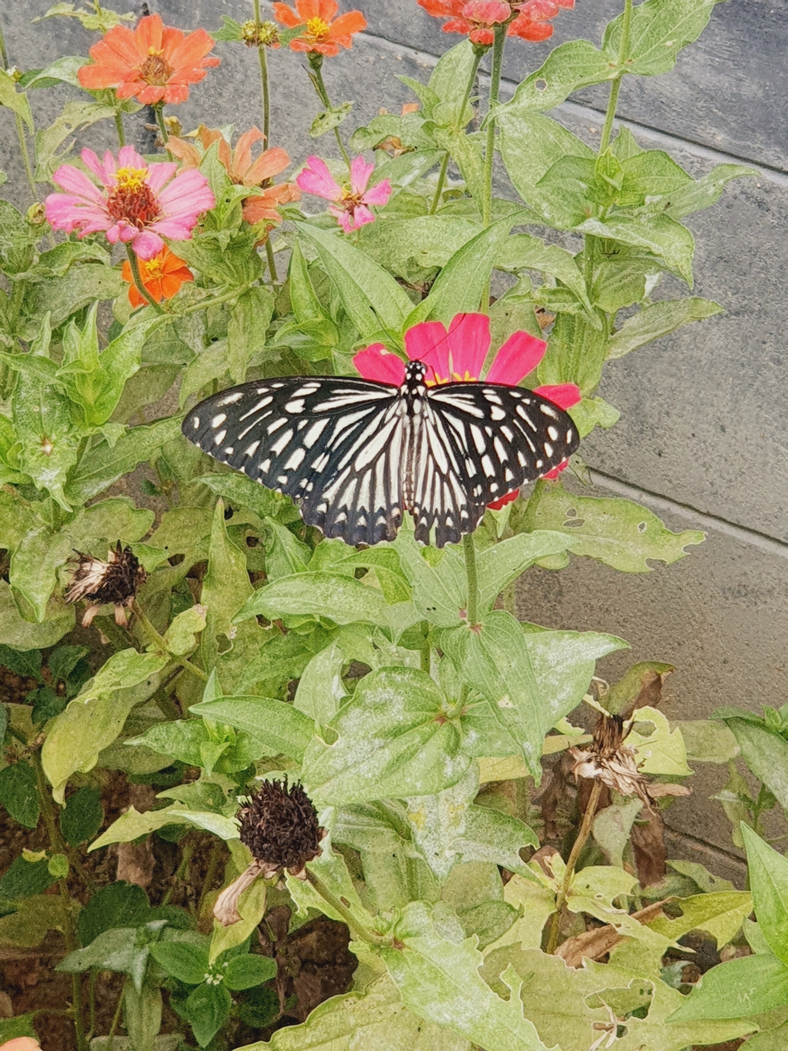Common Mime