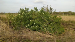 Sambucus australis