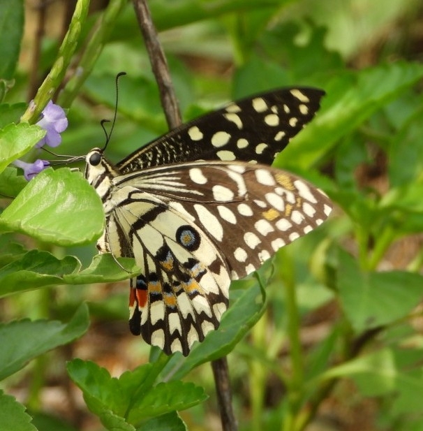 Lime Swallowtail