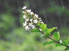 Melodinus suaveolens