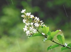 Melodinus suaveolens