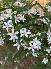 Philotheca myoporoides
