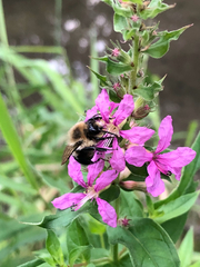 Bombus impatiens