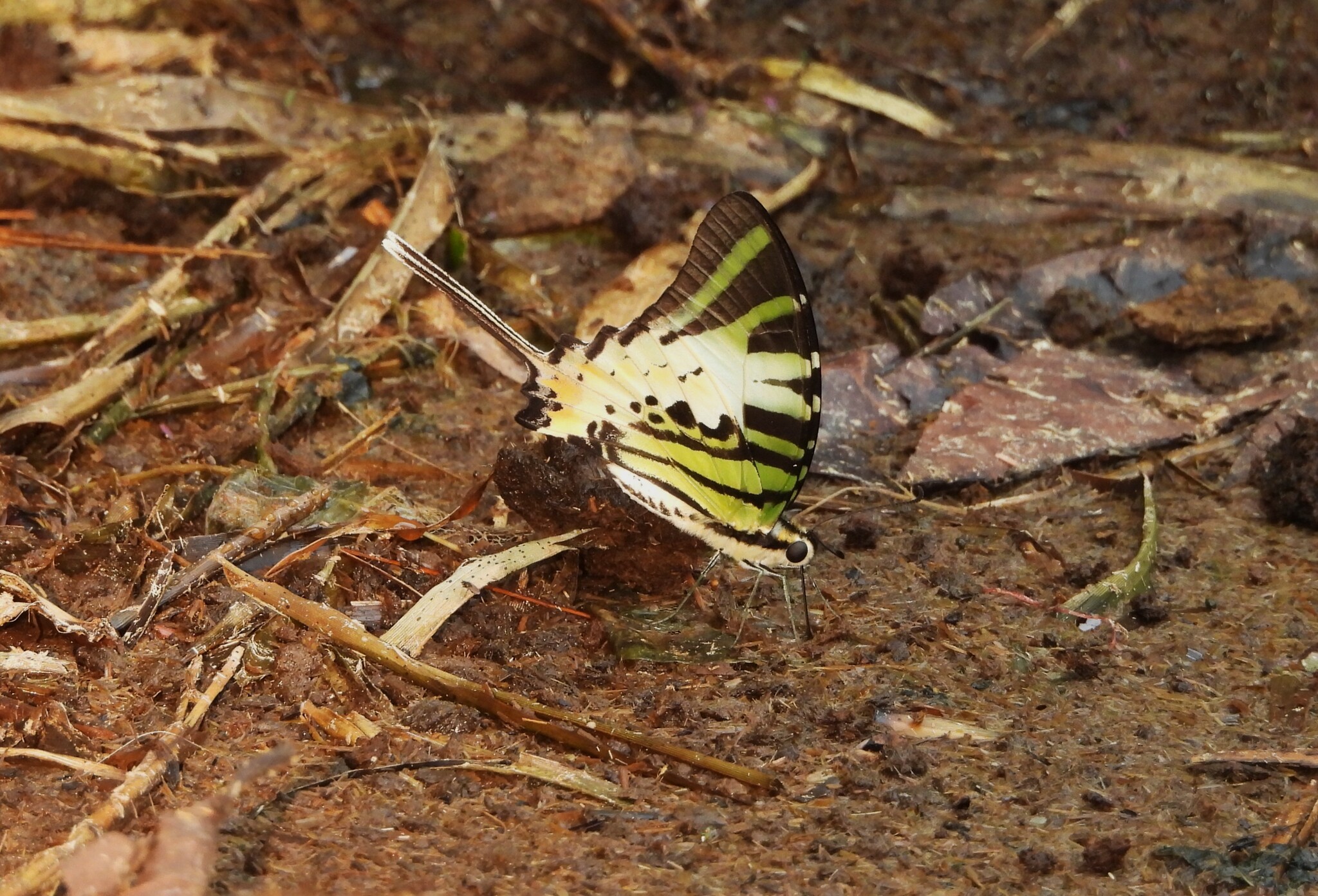 Five-Bar Swordtail
