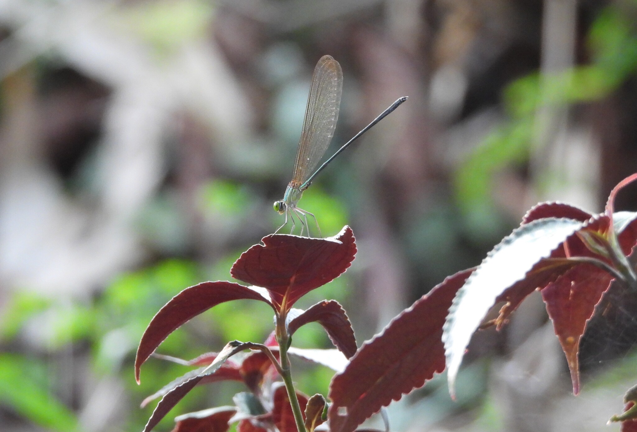 Clear-Winged Flashwing