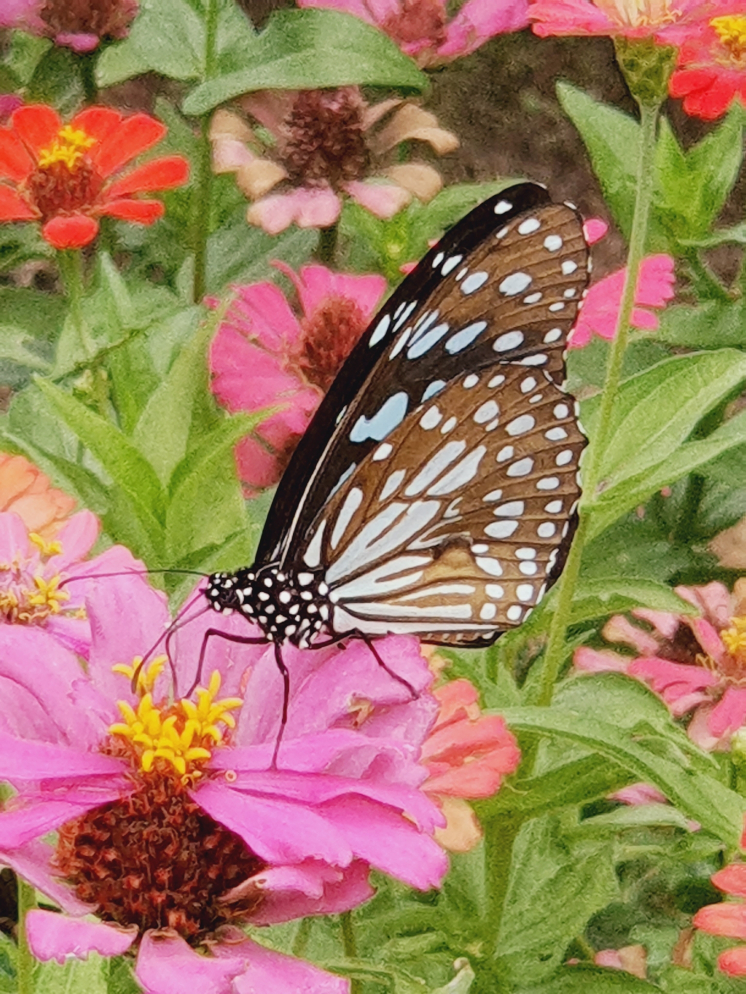 Blue Tiger