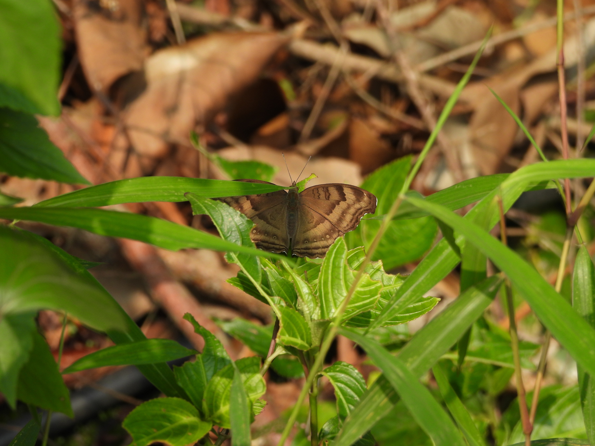 Chocolate Pansy