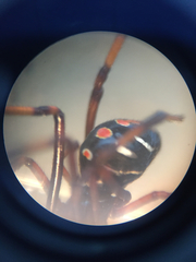 Latrodectus mactans