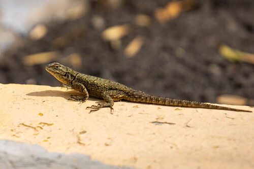 Graphic Spiny Lizard