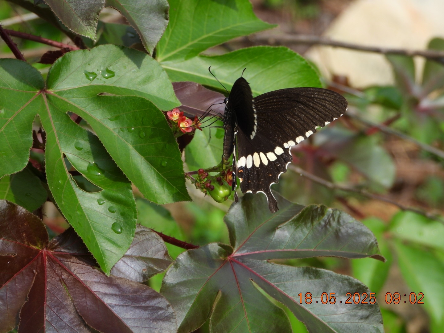Common Mormon