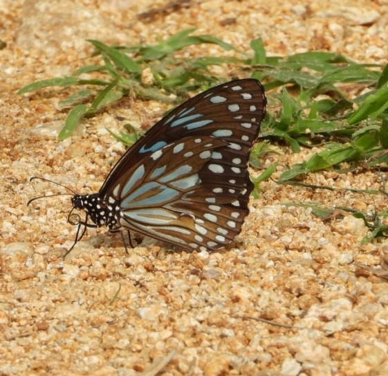 Dark Blue Tiger