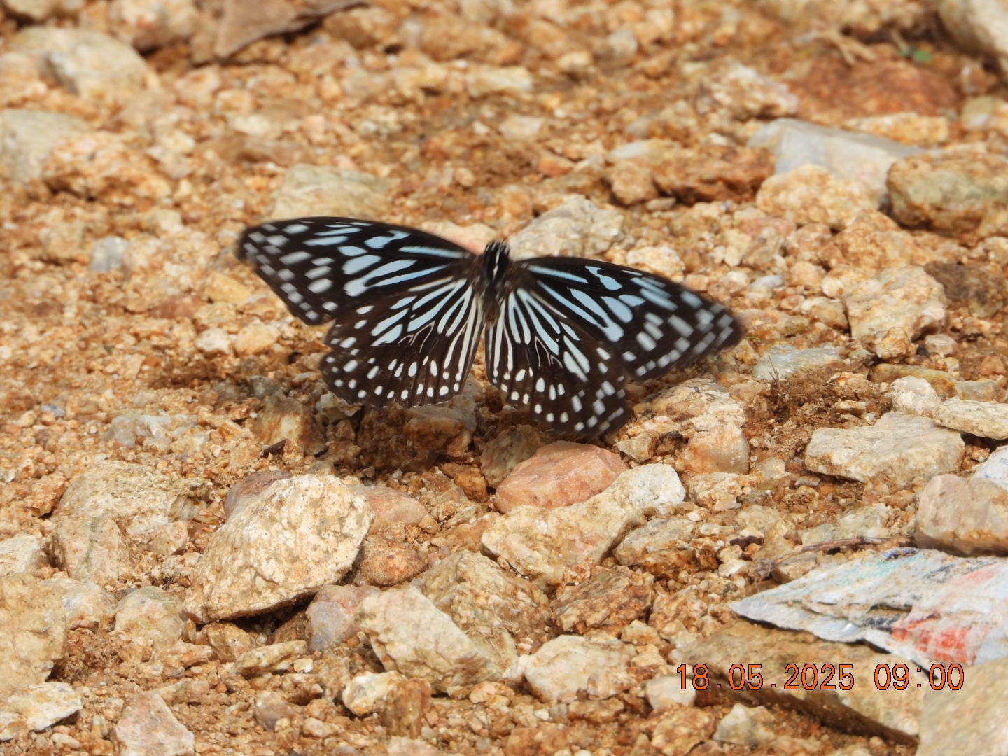 Dark Blue Tiger
