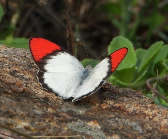 Crimson-Tip