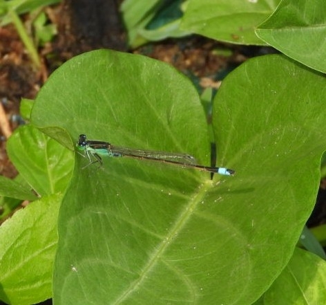 Tropical Bluetail