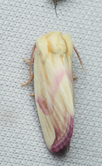 Thurberiphaga diffusa