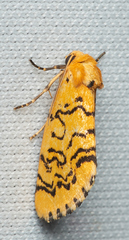 Chrysoecia atrolinea