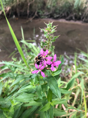 Lythrum salicaria