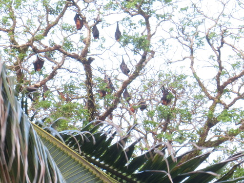 Great Flying Fox
