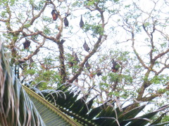 Pteropus neohibernicus