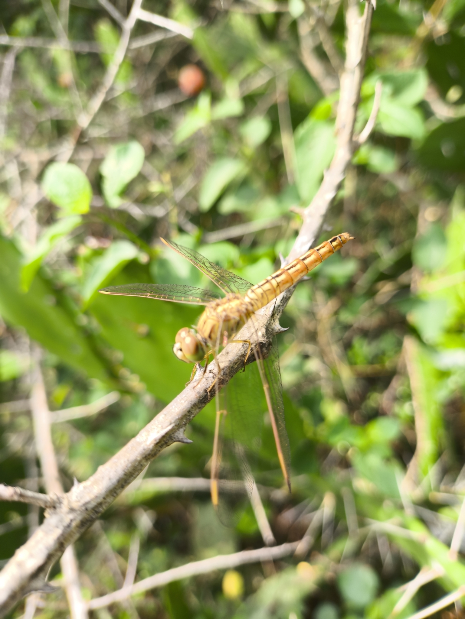 Ditch Jewel