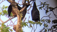 Pteropus neohibernicus