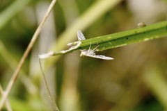 Epipagis fenestralis
